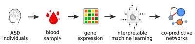 Interpretable Machine Learning Reveals Dissimilarities Between Subtypes of Autism Spectrum Disorder